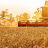 Продажи интервенционного зерна в России 13 мая выросли до почти 40 тыс. тонн
